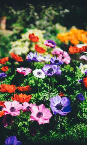 annie-spratt-VviNSpJuGj0-unsplash